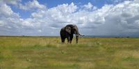 Lonely bull in a lonely landscape! Photographer: Steven Johnson