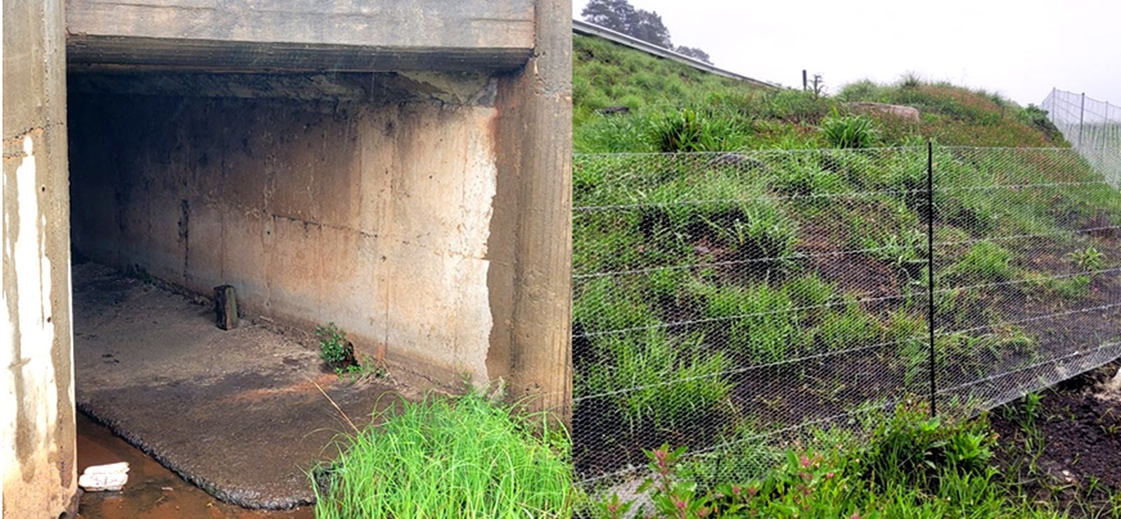 Wildlife pays the toll on our roads — but smarter roads could help