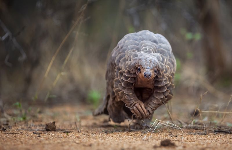 Wildlife trafficking: How crime networks plunder Africa