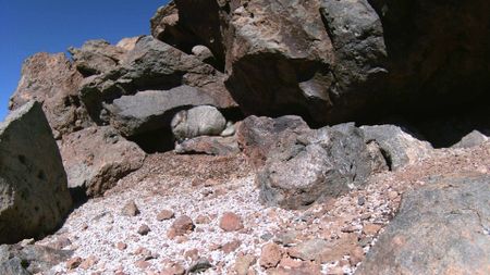 Chinchilla Op is a Go! Gold Fields’ million-dollar rodent relocation to restart next week