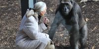 Leading primate expert and conservationist Jane Goodall interacts with a gorilla through a glass window at Melbourne Zoo, Australia. (Photo: EPA / Julian Smith)