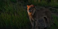 Lion at sunset. Photographer: Prakash Bhikha