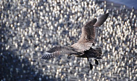 Antarctica lawyers up: Hopes for a legal revolution to defend Earth’s vast southern wilderness