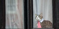LONDON, ENGLAND - NOVEMBER 14:  A cat wearing a striped tie and white collar looks out of the window of the Embassy of Ecuador as Swedish prosecutors question Wikileaks founder Julian Assange on November 14, 2016 in London, England. Mr Assange has been inside the embassy since 2012 and he is being questioned over allegations of rape that date from 2010. Mr Assange has not been charged and denies the claims.  (Photo by Chris J Ratcliffe/Getty Images)
