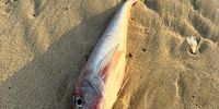 Andisa-Fish