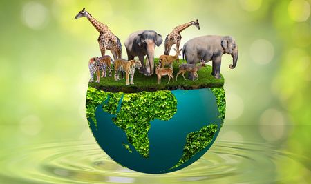 Dear Minister Creecy, your Game Meat Strategy puts the cart before the horse and must be delayed