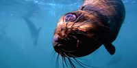 A Cape Fur Seal swimming playfully underwater at Duiker Island, captured in the new Out of the Blue documentary about the mystery of Cape Fur Seals. (Photo: Out of the Blue director and cinematographer Floris Tils)