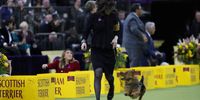 NEW YORK, NEW YORK - FEBRUARY 11: A dog competes during the 149th Annual Westminster Kennel Club Dog Show – Junior Showmanship, Group Judging (Sporting, Working, Terrier) + Best in Show at Madison Square Garden on February 11, 2025 in New York City.  (Photo by Sarah Stier/Getty Images for Westminster Kennel Club)