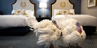WASHINGTON, DC - NOVEMBER 18: Peanut Butter and Jelly, the National Thanksgiving Turkey and alternate, walk about in their suite at the Willard Hotel following a news conference held by the National Turkey Federation November 18, 2021 in Washington, DC. The two turkeys from Jasper, Indiana will be pardoned during by President Joe Biden during a Friday ceremony in the Rose Garden of the White House. (Photo by Drew Angerer/Getty Images)