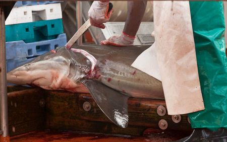 Landmark De Hoop Marine Protected Area conviction sets precedent for environmental accountability