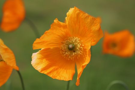 Autumn, ‘season of mists and mellow fruitfulness’