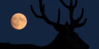 Buck moon rises over Richmond Park and more from around the world