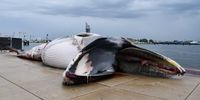 epa09370683 A dead fin whale lies on the quay in the harbor of Terneuzen, The Netherlands, 27 July 2021, after it was found on the bow of a ship. The Faculty of Veterinary Medicine of Utrecht University will investigate whether the collision is the cause of death of the cetacean.  EPA-EFE/PROVICOM