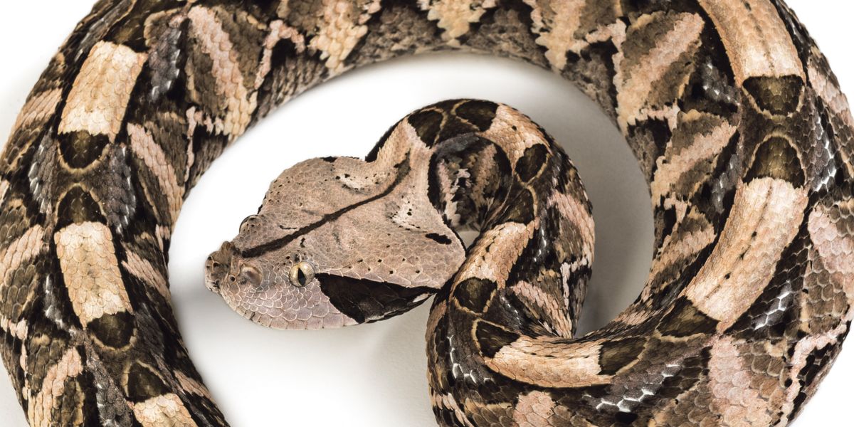 Global heating may drive deadly snakes to new regions