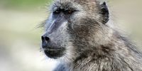 Chacma baboon. (Photo: Supplied)