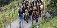 Rico Luginbuehl drives 77 alpacas and llamas during the "Alpabzug" from the Griesalp area back into the valley in Kiental, Switzerland, 30 September 2023. In Autumn, the alpacas and llamas descend from the alpine pastures to lower grounds.  EPA-EFE/PETER SCHNEIDER