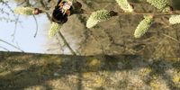 Busy bee on the spring buds, Upton upon Severn, Worcestershire, UK. Image: Lesley Caplan