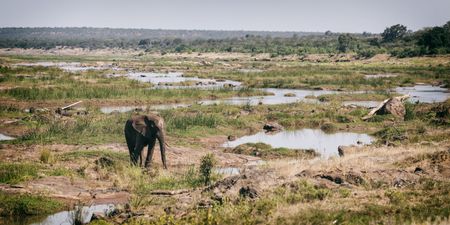 SA’s wonder-plants underestimated in their potential to slow climate collapse  