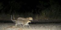 Leopards in the Riviersonderend wildlife corridor, 