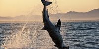 P13 herman lategan shark spotter