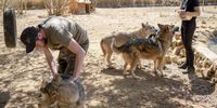 Ronnie Austin pulls excess fur from a wolf while Lexi gives treats to other wolves. Some of the wolves are friendly and approachable because of  close human interaction when they were raised. (Photo: Shiraaz Mohamed)