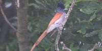 Paradise flycatcher, Sunday River. Image: Bert Bron