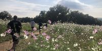 Running through the Cosmos in Delta Park, March 2020, a few days before the Covid-19 lockdown started. Image: Mark Heywood