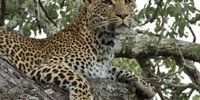 Young Female Leopard Thornybush. Image: Peter Brett