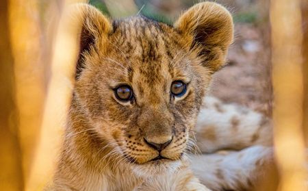 Award-winning documentary witnesses local wildlife experts take on lion cub rescue mission