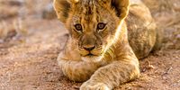 bucket-lion-cub