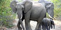 Elephants with a juvenile at the Kruger National Park, Limpopo. (Photo: Sarel van der Walt / Gallo Images)