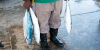 Fresh yellowtail responsibly caught by Abalobi fishers. Photo: Supplied