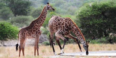 Giraffes under siege: The silent crisis of trophy hunting and its threat to survival