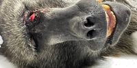 Van Damme was humanely put to sleep yesterday evening after a full veterinary assessment of the severe bite wounds sustained from a fight with another baboon a few days prior. This altercation left him with injuries to his face, arms, and chest, and also saw him tragically blinded in one eye.<br>(Photo: Cape of Good Hope SPCA)