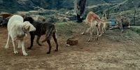Boy with dogs early morning Rebanang Lesotho.
