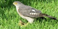 Little Sparrowhawk with yellow Weaver prey. (accipiter minullus). Image: Mike Whitaker