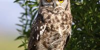 Spotted Eagle-Owl at Mossel Bay. Image: Harry Hill