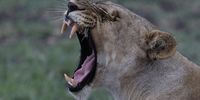 Exhausted After a Kill! Photographer: Michel Rouessart