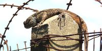 Tough life in the urban jungle. A big male Southern Tree Agama getting some sun. Photo: Peter Vos</p>
<p>