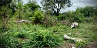 A scattering of elephant bones at a possible shooting and slaughtering site in Pretoriuskop, Kruger National Park. The immediate area was open and did not feature obviously large trees to hold an elephant snare. (Photo: Tiara Walters)