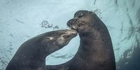 Galapagos seals, Galapagos Islands. (Photo: Peter & Beverly Pickford Wildlife Photography)