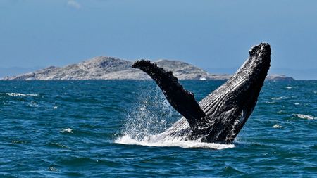Breaching for the sky — a high and mighty whale display