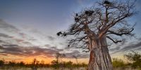 Baobab tree at sunrise. Photographer: Mario Fazekas