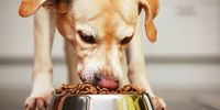 RCL comes clean on pet food recall after stolen stock reaches retail shelves