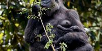 Western lowland gorilla mother Shalia holds her two-week old baby boy, Willie B. III, inside their enclosure at the Zoo Atlanta habitat in Atlanta, Georgia, USA, 09 May 2023. The infant gorilla, born 24 April 2023, is the first offspring of Willie B. Jr and the grandchild of the legendary silverback Willie B.  EPA-EFE/ERIK S. LESSER