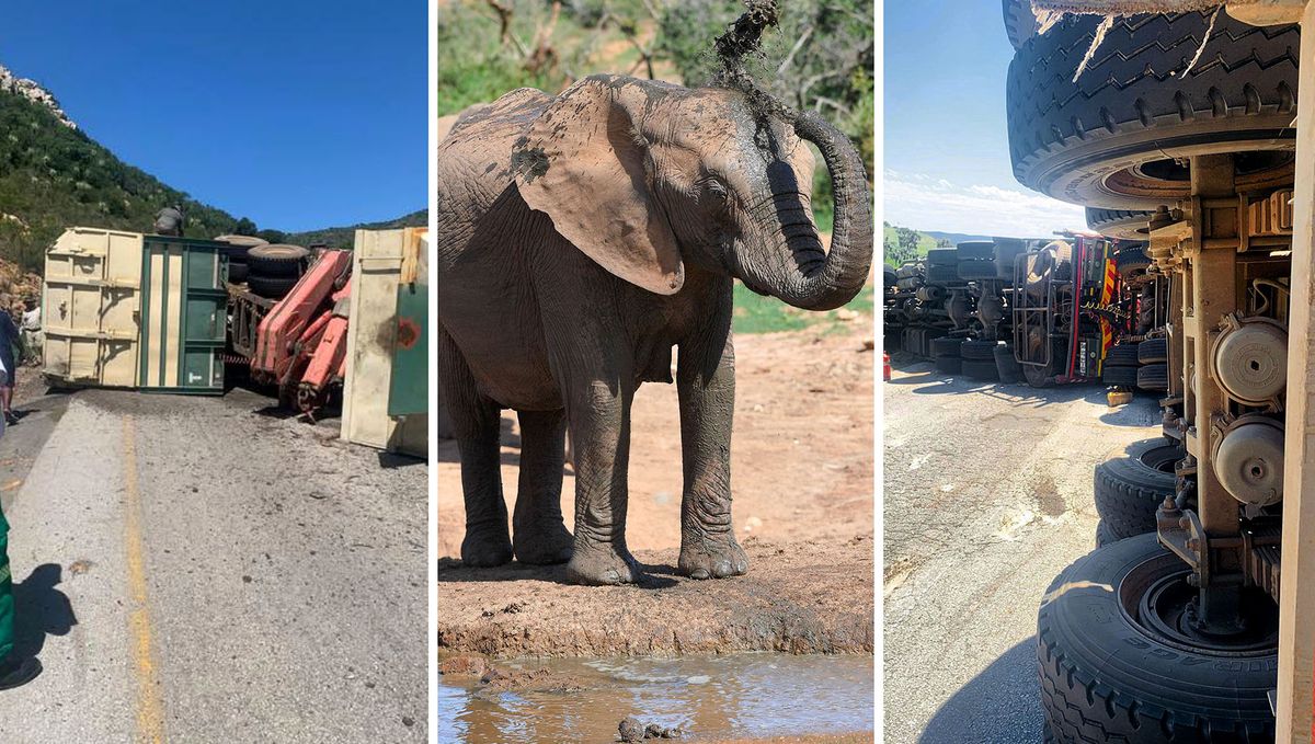 Truck transporting four elephants overturns on Olifantskop Pass