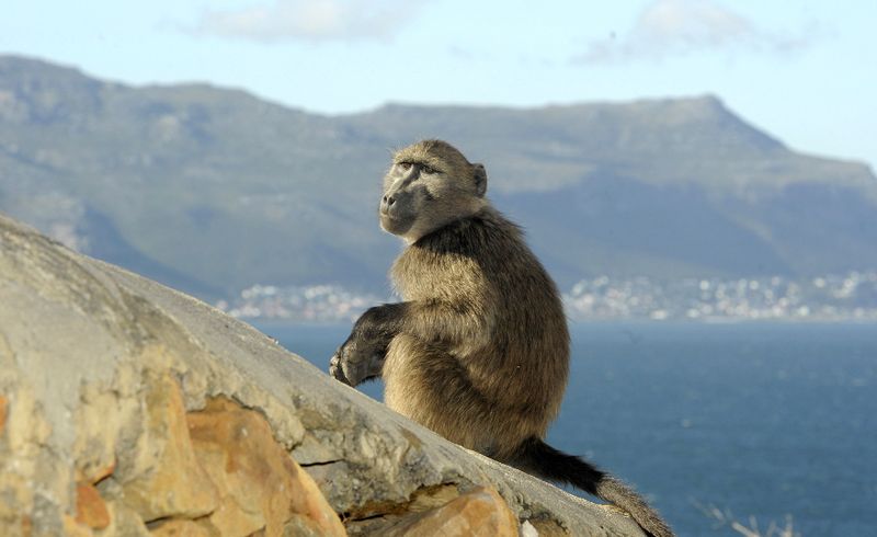 SHARE WITH US: Baboons on your radar: What do you really know?