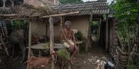 BATESHWOR, NEPAL - AUGUST 31: Farmer Ramchandra Thakur, 54, who has abandoned his rice crop in favour of growing corn, which is less water-intensive, tends to livestock on August 31, 2023 in Bateshwor, Danusha District, Nepal. Farmers in Nepal say changing weather patterns and increasingly erratic monsoon rainfall are shortening growing seasons and damaging crops, causing them to rely more heavily on irrigation and groundwater stores, abandon more water-intensive crops such as rice, and leave villages for economic opportunities in towns and cities. (Photo by Rebecca Conway/Getty Images)