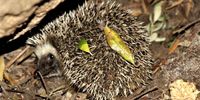 A resting hedgehog. (Photo: iNaturalist)