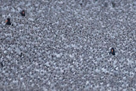 In images: One of the most incredible wildlife spectacles in the UK